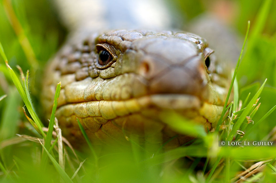 photograph of blue tongue lizard