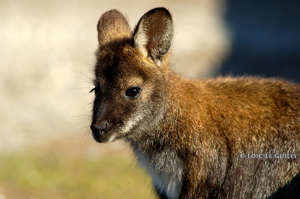 photograph of young wallaby