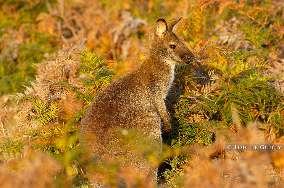 photograph of wallaby and bracken