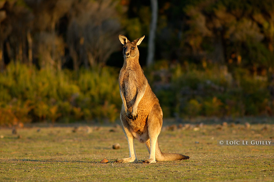 photograph of forester kangaroo
