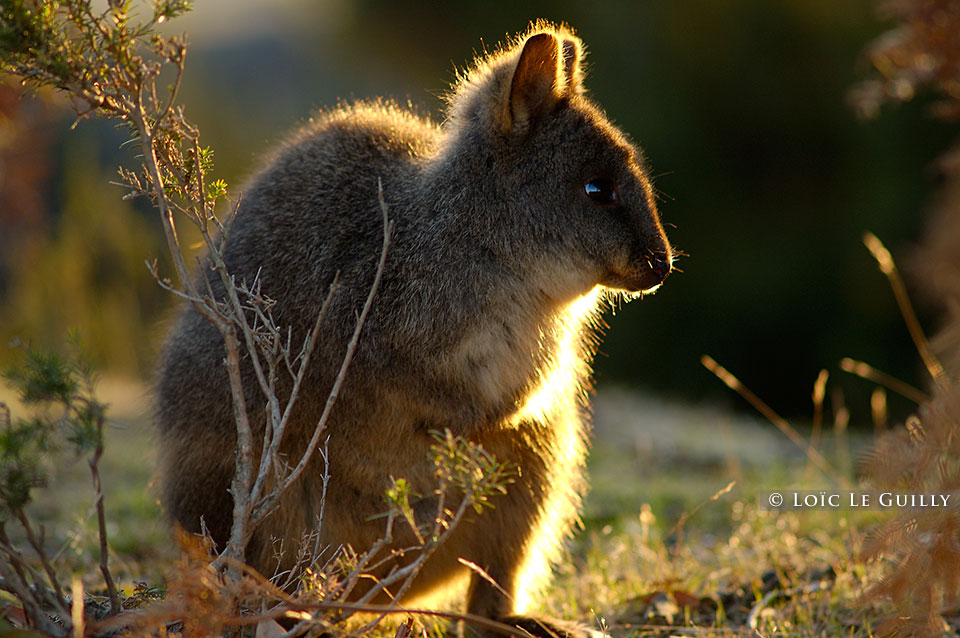 photograph of pademelon