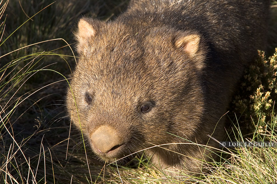 photograph of wombat