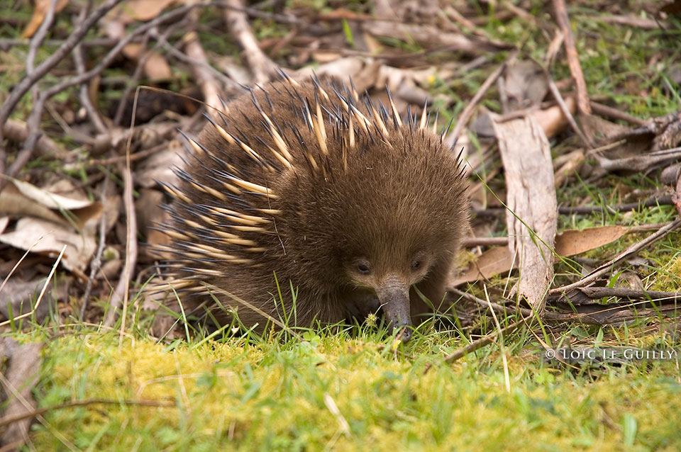 photograph of echidna