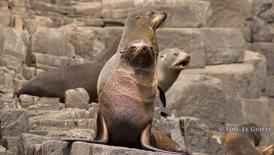 photograph of young seals