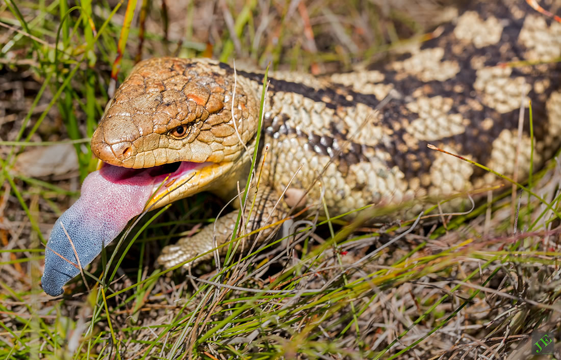 photograph of Blue-tongue lizard
