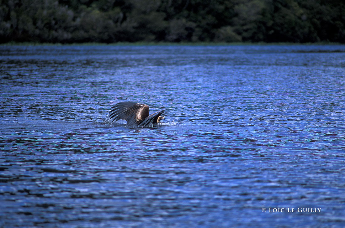 photograph of Wedge-tailed Eagle swimming in the Pieman river