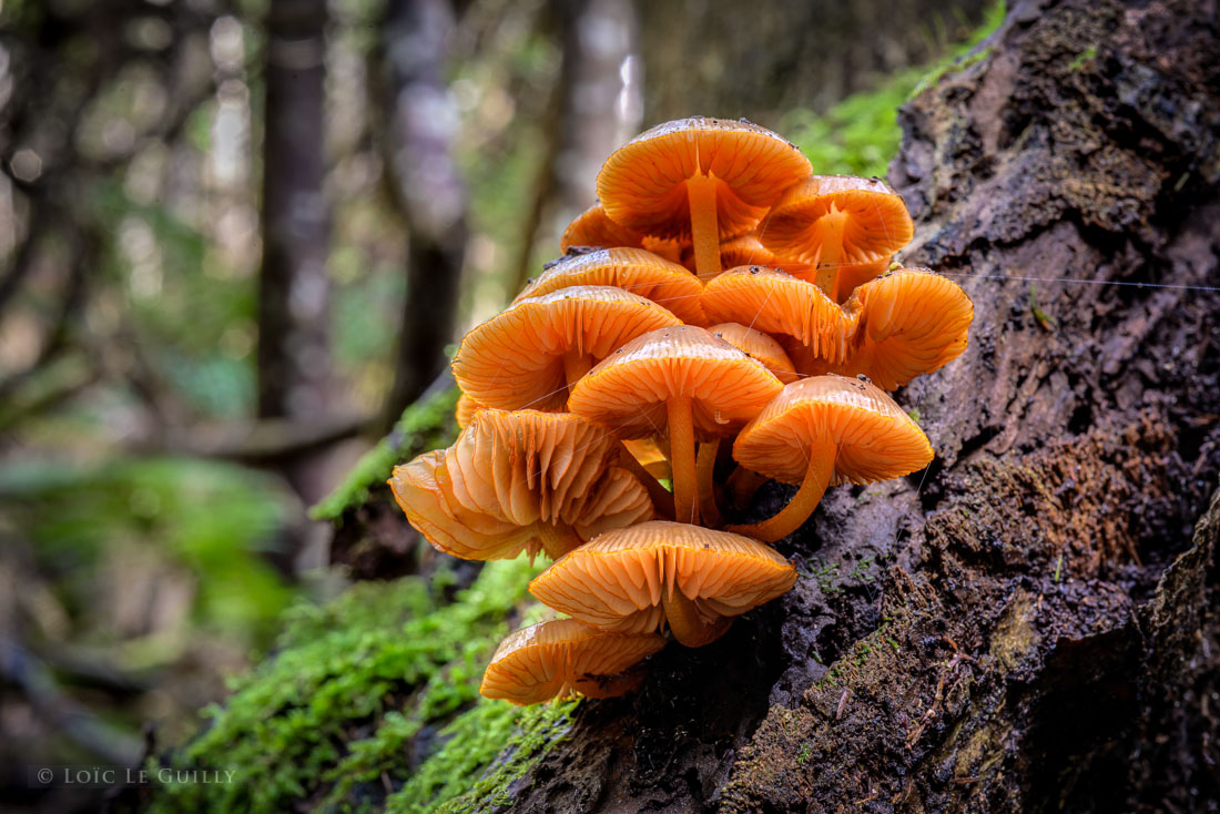 photograph of Mycena leaiana var. australis