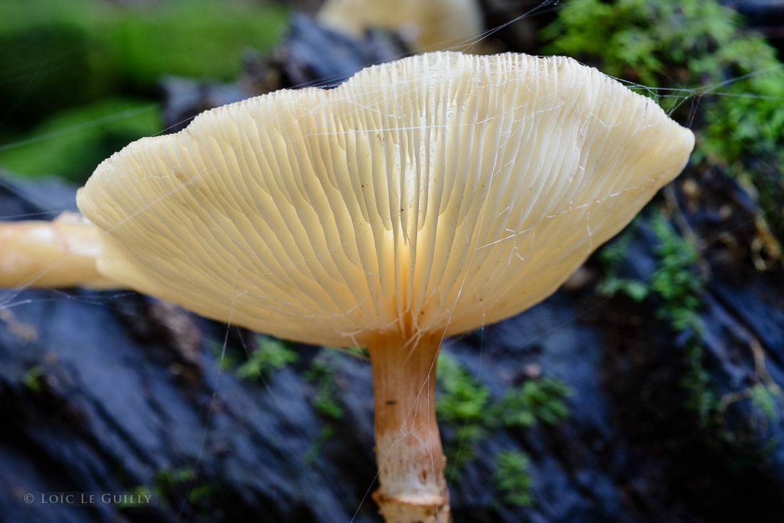 photograph of Armillaria novaezelandiae