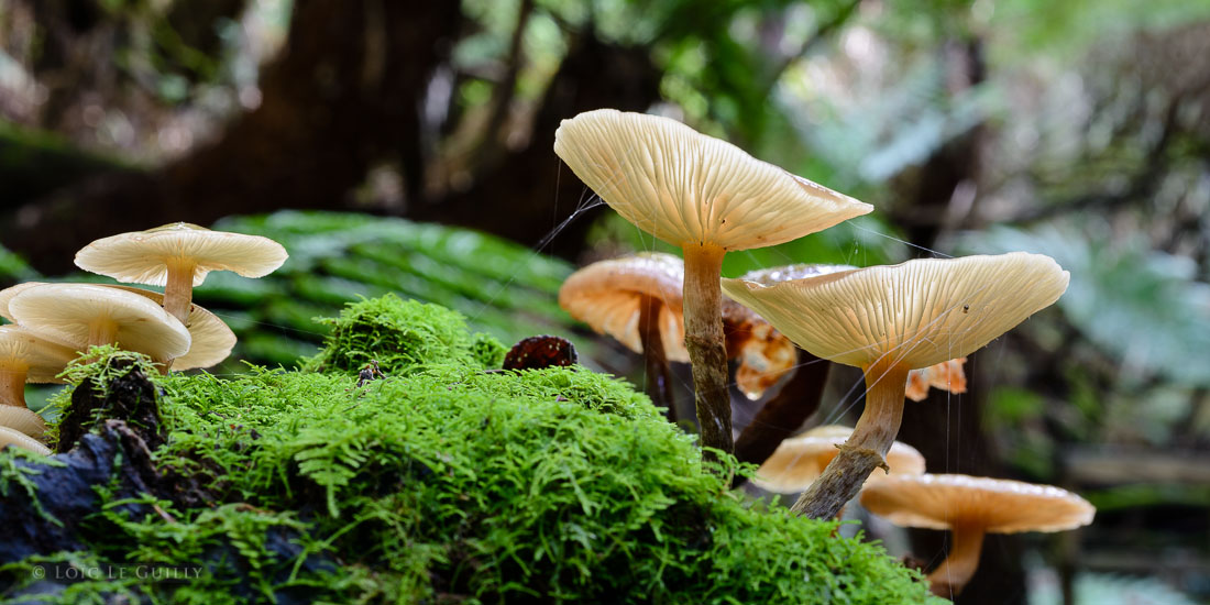 photograph of Armillaria novaezelandiae and moss