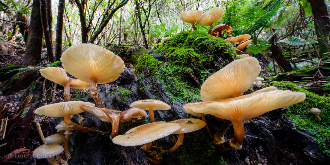 photograph of Armillaria novaezelandiae forest