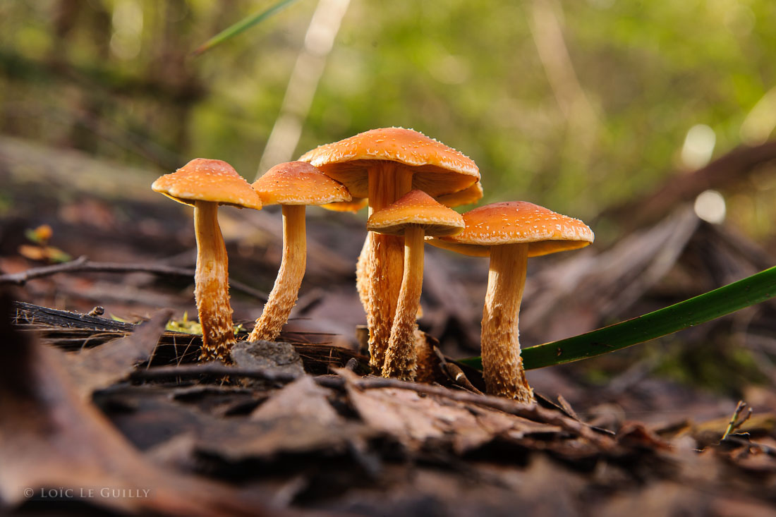 photograph of mushrooms in the Tahune Forest Reserve
