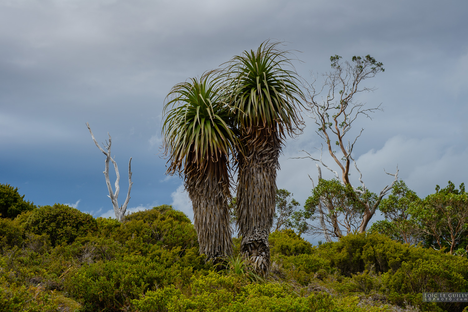 photograph of 2 Pandani in Cradle Mountain