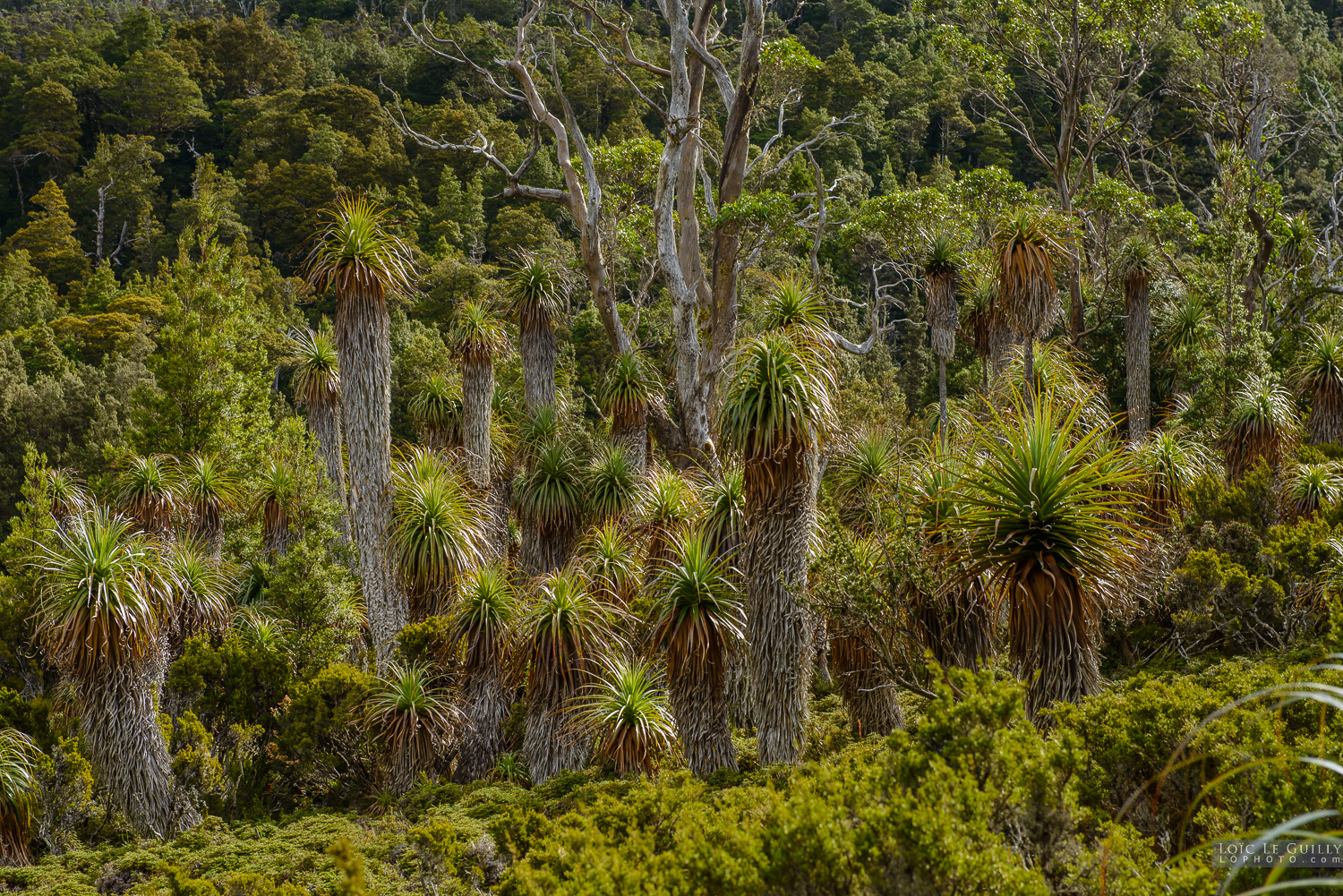 photograph of Pandani grove, Cradle Mountain