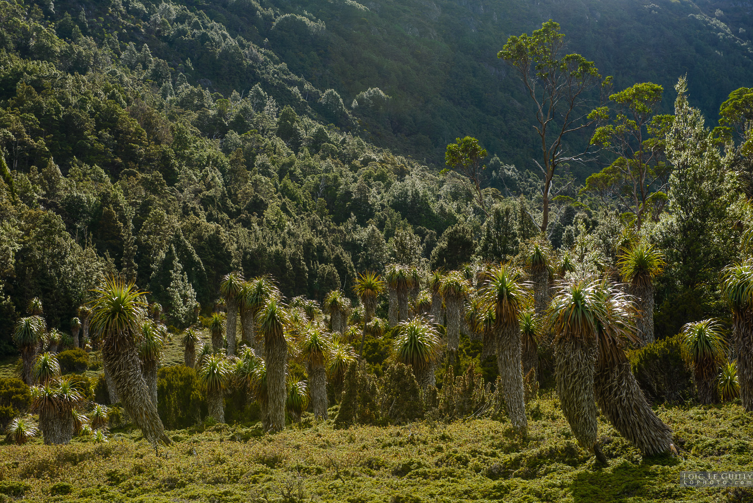 photograph of Pandani grove in Cradle Mountain