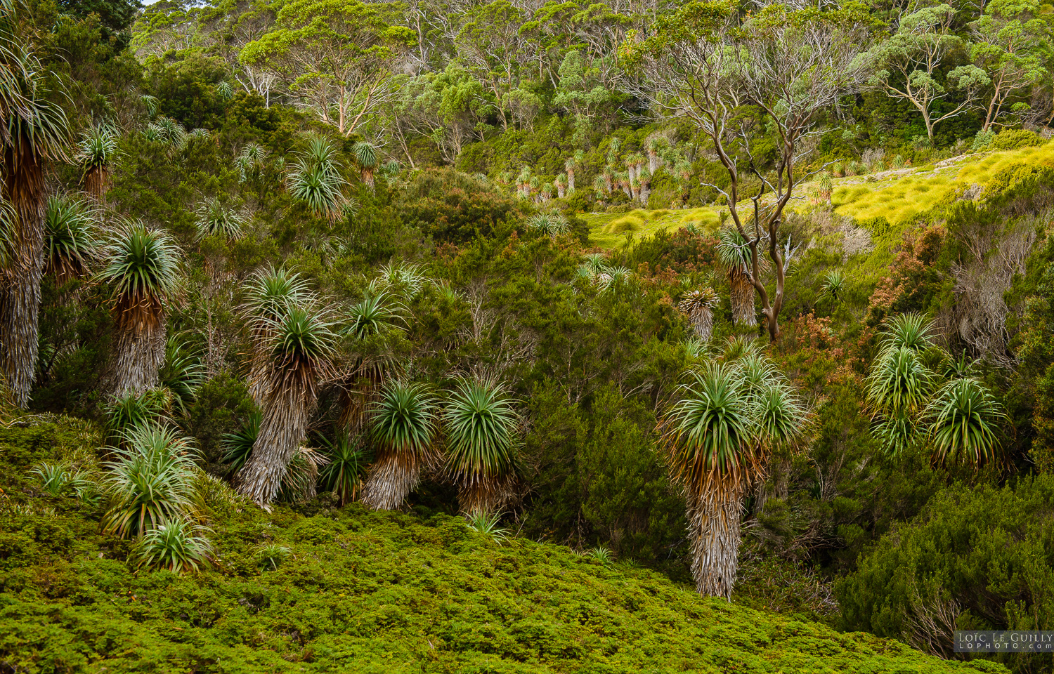 photograph of pandani LLG 0843