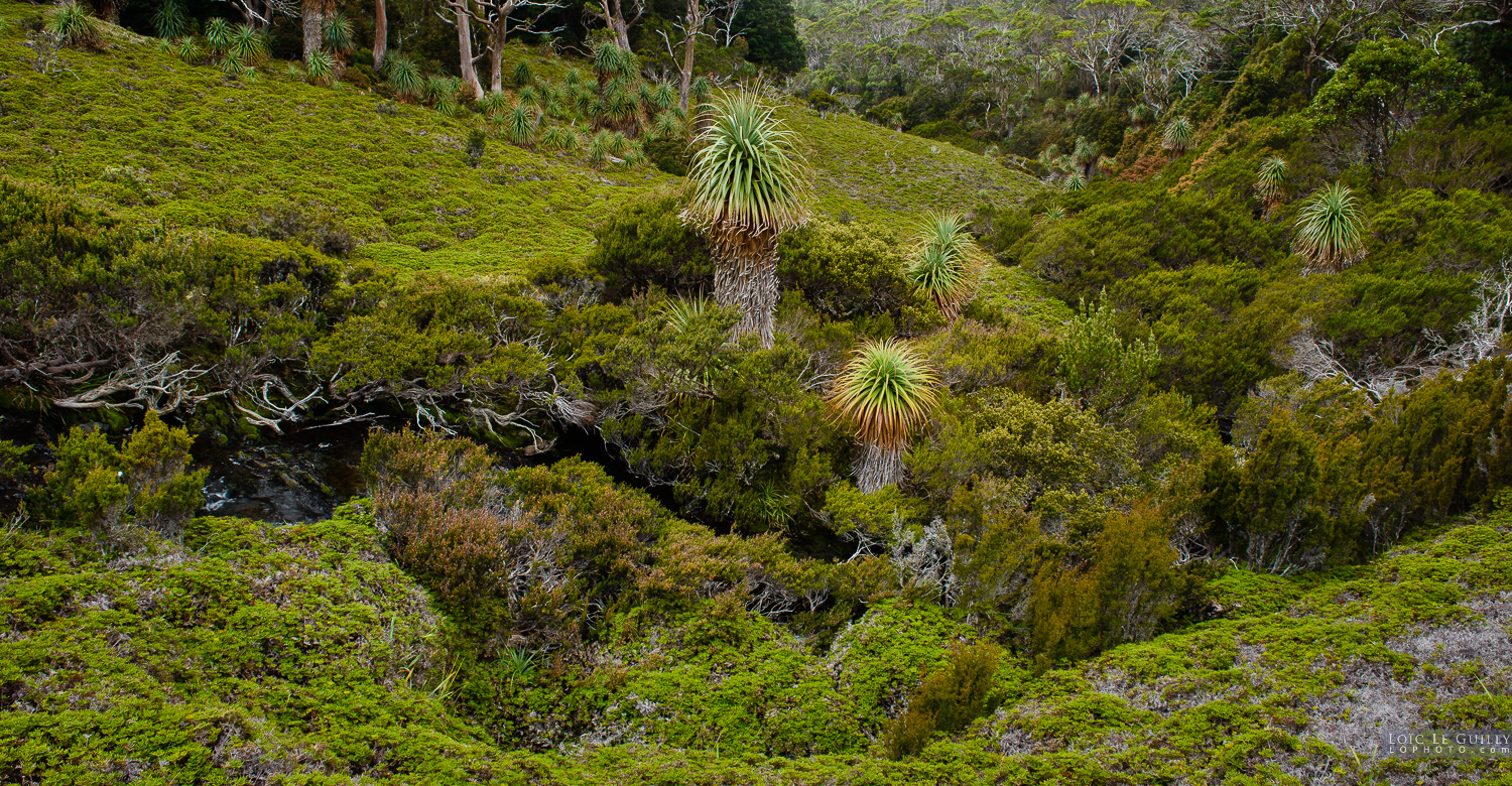 photograph of Creek lined with Pandani, Cradle Mountain