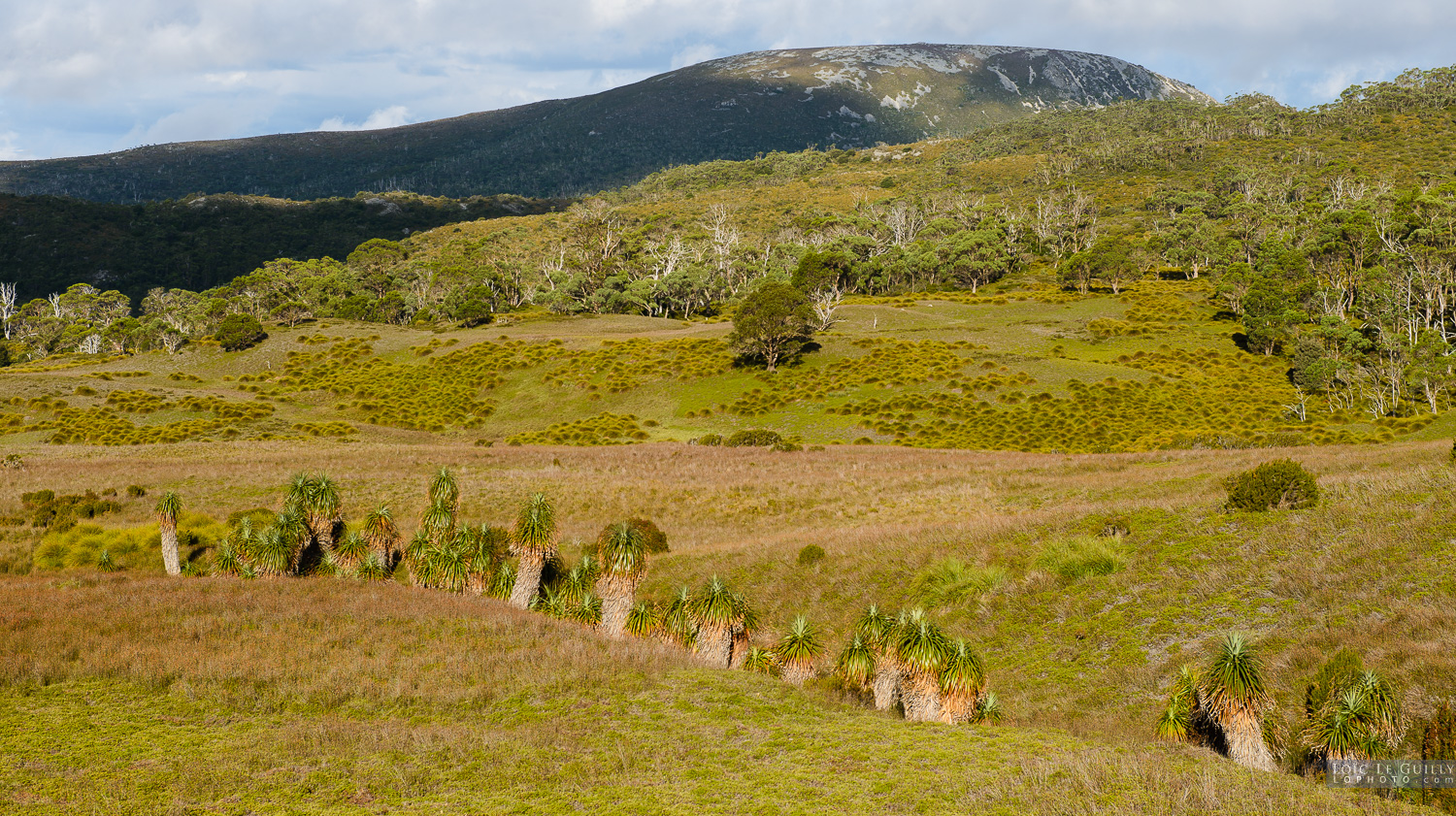 photograph of Pandani in Cradle Mountain landscape