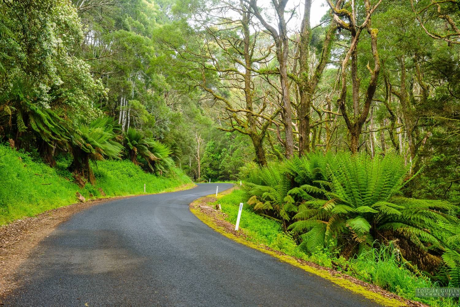 photograph of Road in rainforest 