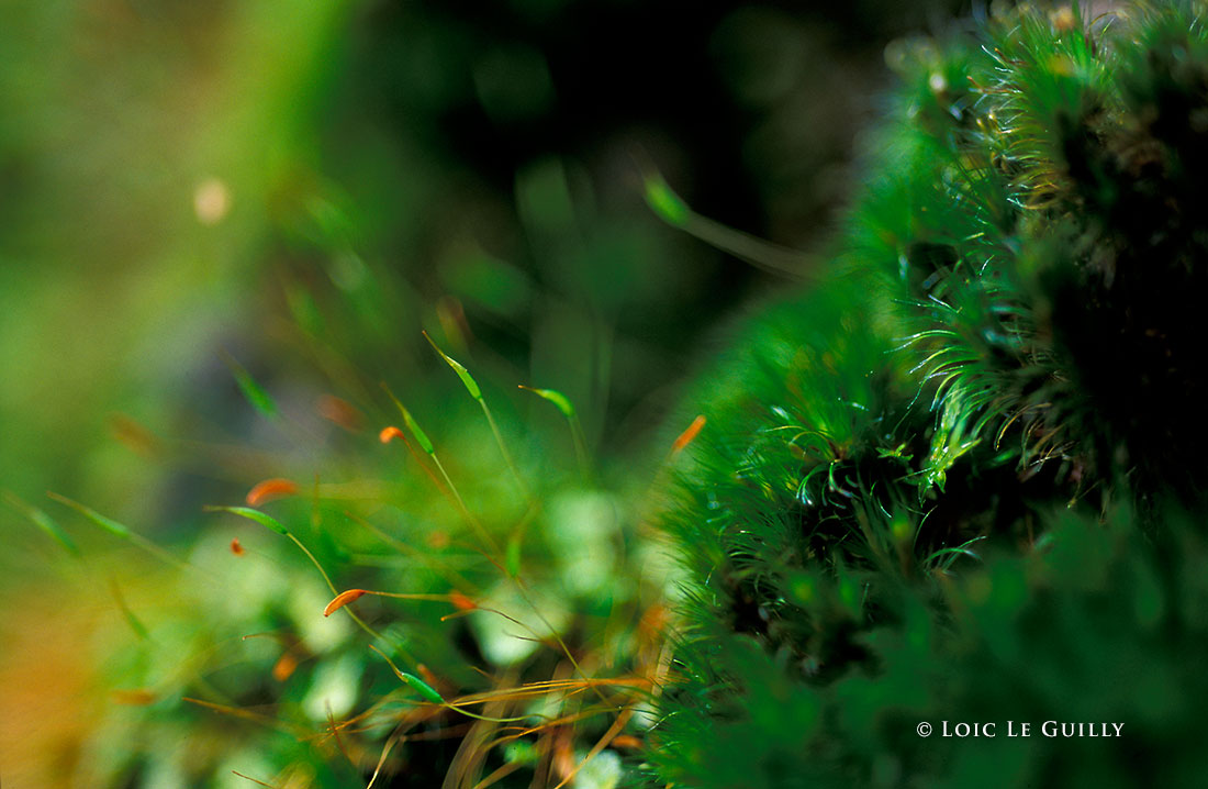 photograph of Tarkine miniature forest