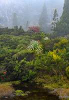 The gorgeous vegetation of Tasmania's alpine environments.