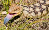 Blue-tongue lizard photographed in the Peter Murrell Reserve near Blackmans Bay.