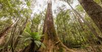 Eucalyptus regnans, Mount Field National Park (Tall Trees walk).