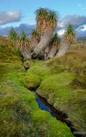 Mossy creek with Pandani in Cradle Mountain National Park.