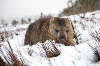 These guys have it tough... finding some food in these conditions is no easy task. Their nose must get so cold :-)