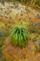 "In Tasmania, Victoria and New South Wales, Sphagnum moss tends to die if it dries out in summer suggesting that Sphagnum peatlands in south-eastern Australia may be near their climatic limits. If so, global warming is likely to reduce their chances of long-term survival." (from the Tas Parks website).