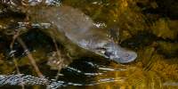 It is not often that a wild platypus can be spotted so closely. This one was photographed just down from Russel Falls in Mt Field Ntl Park.