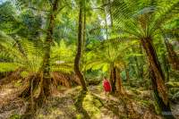 A walk to the Growling Swallet near Mount Field National Park.