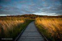 wooden bridge surrounded by grasses (Tamar Island wetlands)