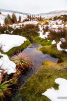 Pandani lined mountain stream in Cradle Mountain after a heavy snowfall.