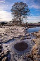 Miena cider gum and ice in the Tasmanian western highlands