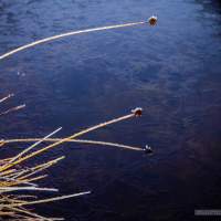 Button grass in winter in the Tasmanian highlands.