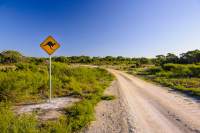 "Kangaroo Drive" is a short loop road in Mt William National Park where you can view wildlife (mainly marsupials) while staying in your car.