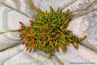 Samphire is a coastal plant that occupies much of the Tasmanian shoreline. It can be used to make tasty salads (better lightly cooked to reduce the saltiness).