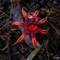 Aseroe rubra also know as the anemone stinkhorn or starfish fungus, has a foul smelling, sticky brown gleba at the apex that attracts insects that then disperse the spores.
