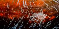 White fungi reflection over the orange tannin water of the Styx River.