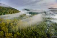 Morning flight above the Tarkine rainforest.