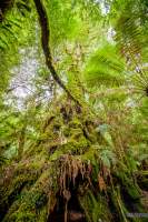 Ancient myrtle in the Tarkine rainforest in an area planned for logging.
