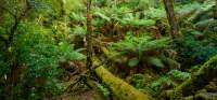 Rare example of a gallery rainforest near Corina in the Tarkine.