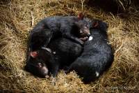 3 Tasmanian Devils snoozing