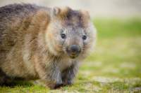 Young wombat behind the dunes on the Forestier Peninsula