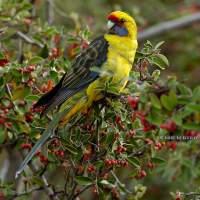 Green Rosella eating berries near Hobart.