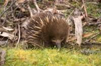 Echidna in Mount Field national park