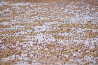 Soldier crabs, Carlton River, Tasmania