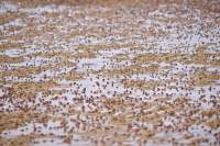 Soldier crabs, Carlton River, Tasmania