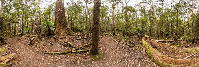 360 panorama of Mount Field Tall Trees