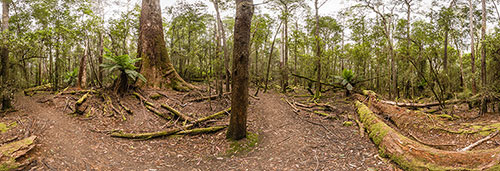 360 panorama of Mount Field Tall Trees